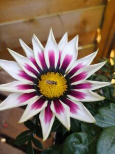 Gazania linearis mit Schwebfliege
