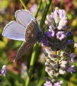 Bläuling an Lavendel