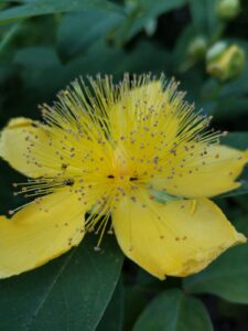Hypericum Calycinum- Großkelchiges Johanniskraut
